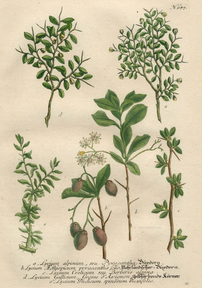 Lycium alpinum, seu Pyxacantha ...