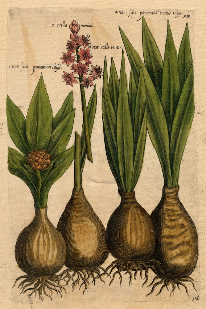 Nar. sive pancratium clusij - Scilla marina - Nar. scilla minor ...