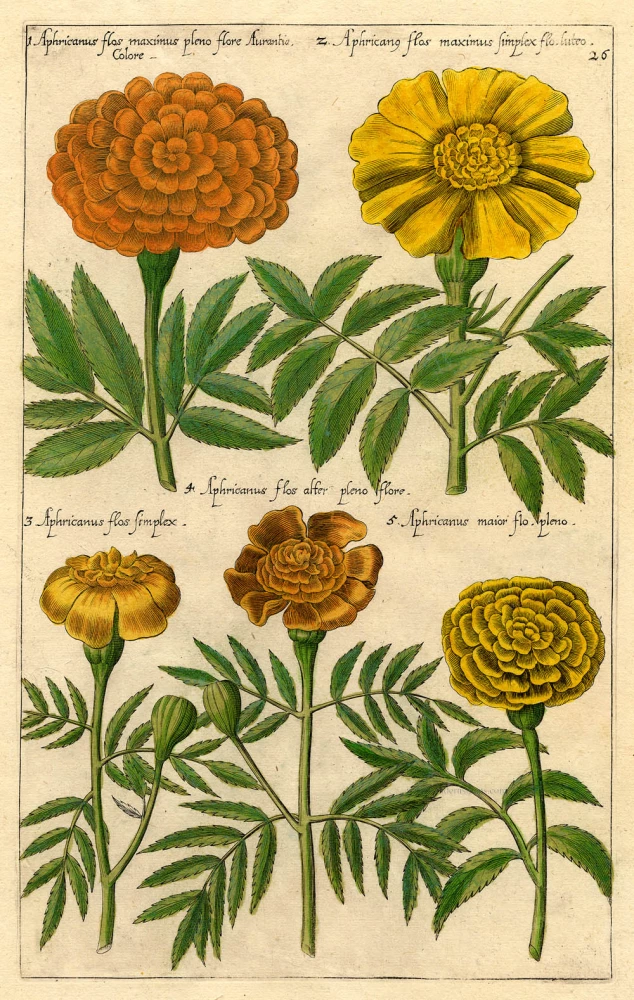 Aphricanus flos maximus pleno flore Aurantia Colore - Aphricano flos maximus simplex flo. luteo ...