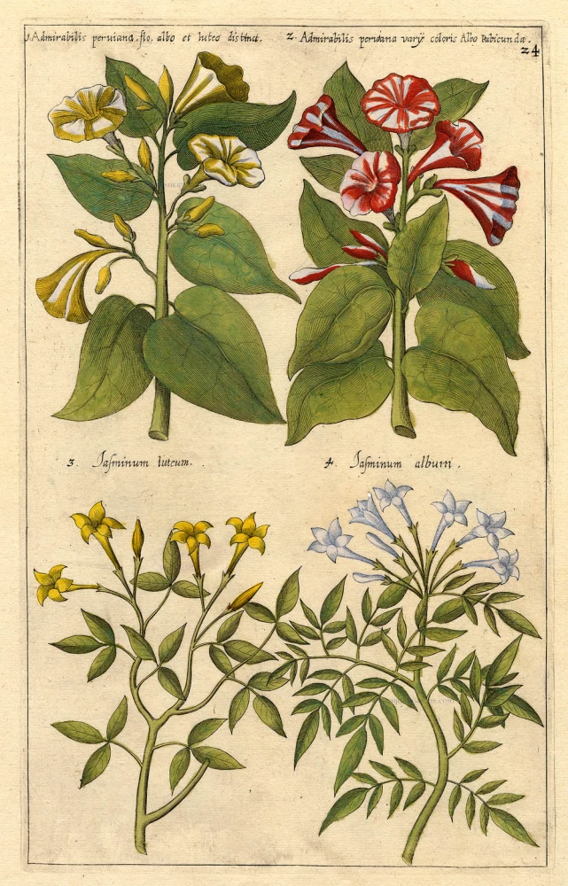 Admirabilis pruiana flo. albo et luteo distinct - Iasminum luteum ...