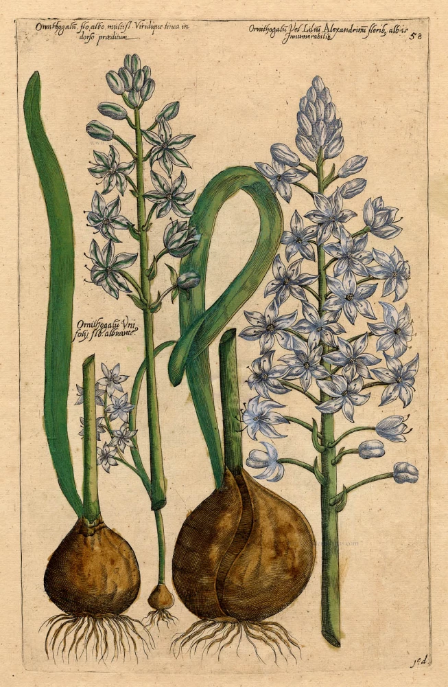 Ornithogalu flo. albo multifl. Viridique linea in dorso praeditum ...