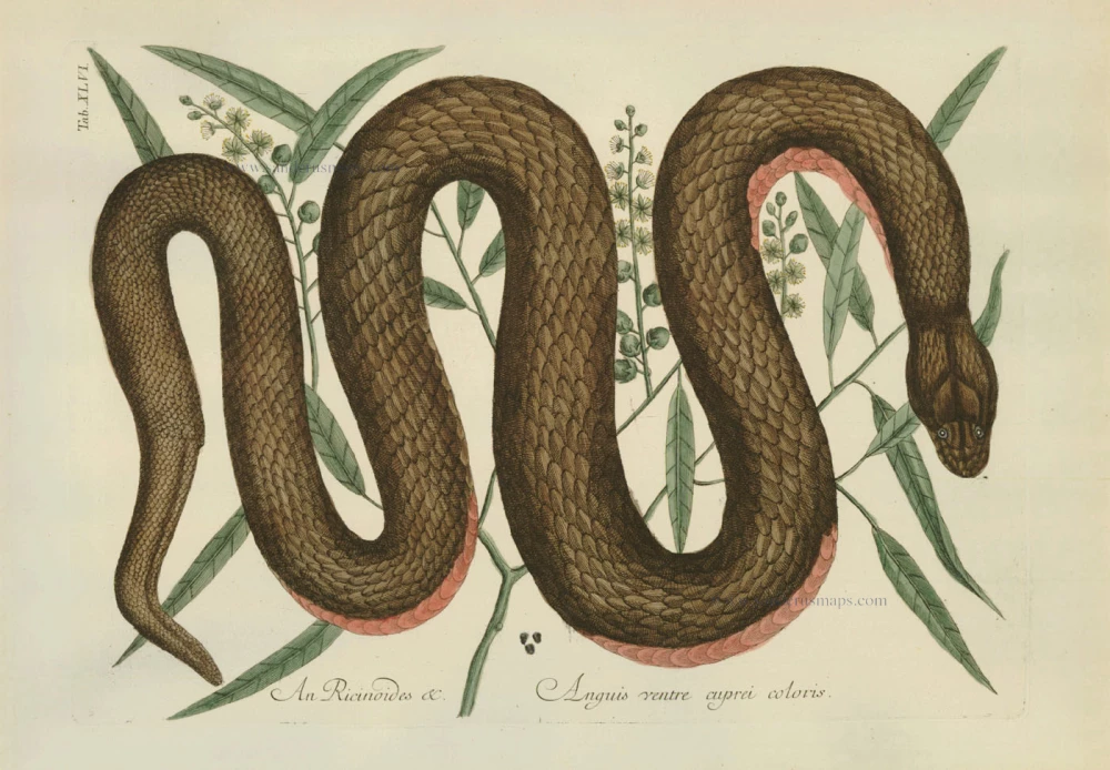 NATURAL HISTORY - Copper-belly Snake
