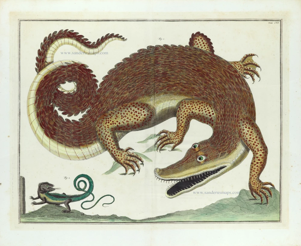 Albertus Seba - Crocodile and lizard.