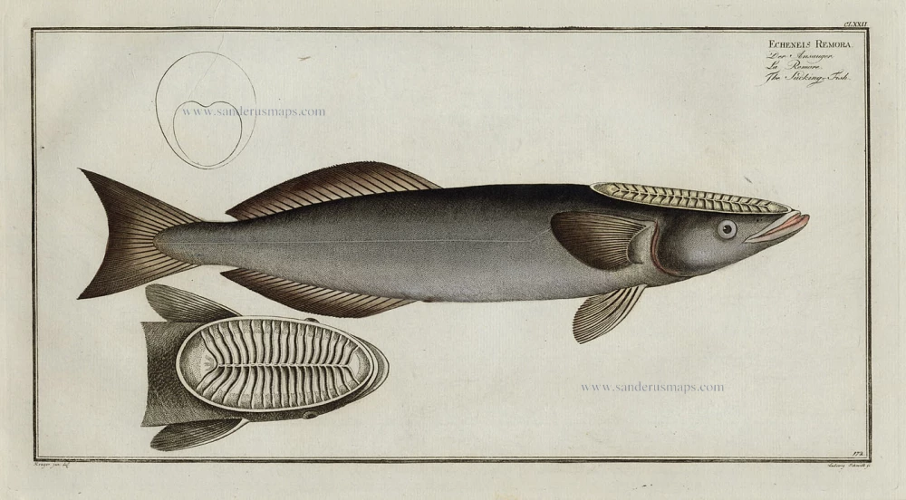 NATURAL HISTORY - Sucking Fish