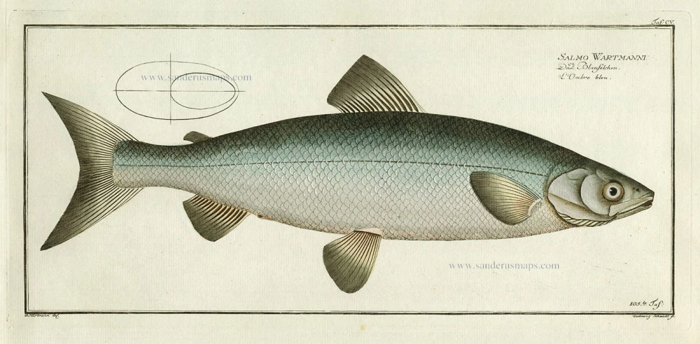 Salmo Wartmanni. - Das Blaufelchen. - L'Ombre bleu. - Pl. 105.