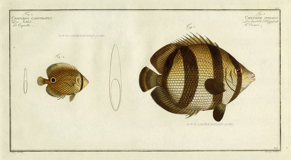 Chaetodon Capistratus. - Der Soldat. - La Coquette. / Chaetodon Striatus. - Der bandirte Klippfisch. - L' Onagre. - Pl. 205.