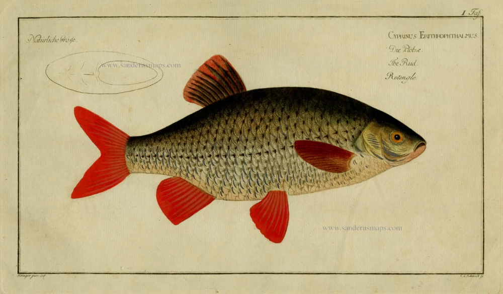 Cyprinus Erithrophthalmus. - Die PLötze. - The Rud. - Rotengle. - Pl. 1.