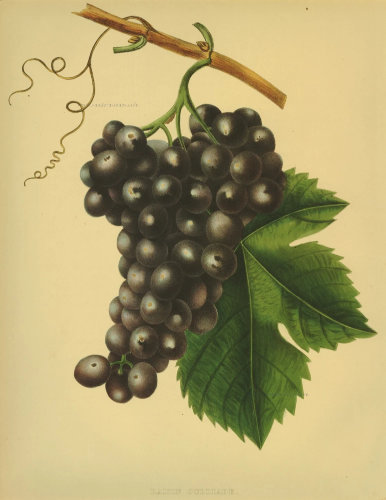 Raisin Oullade