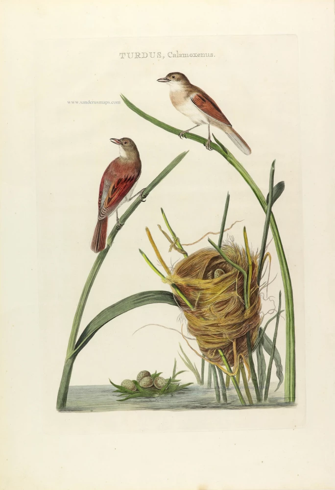 Turdus, Calamoxenus.