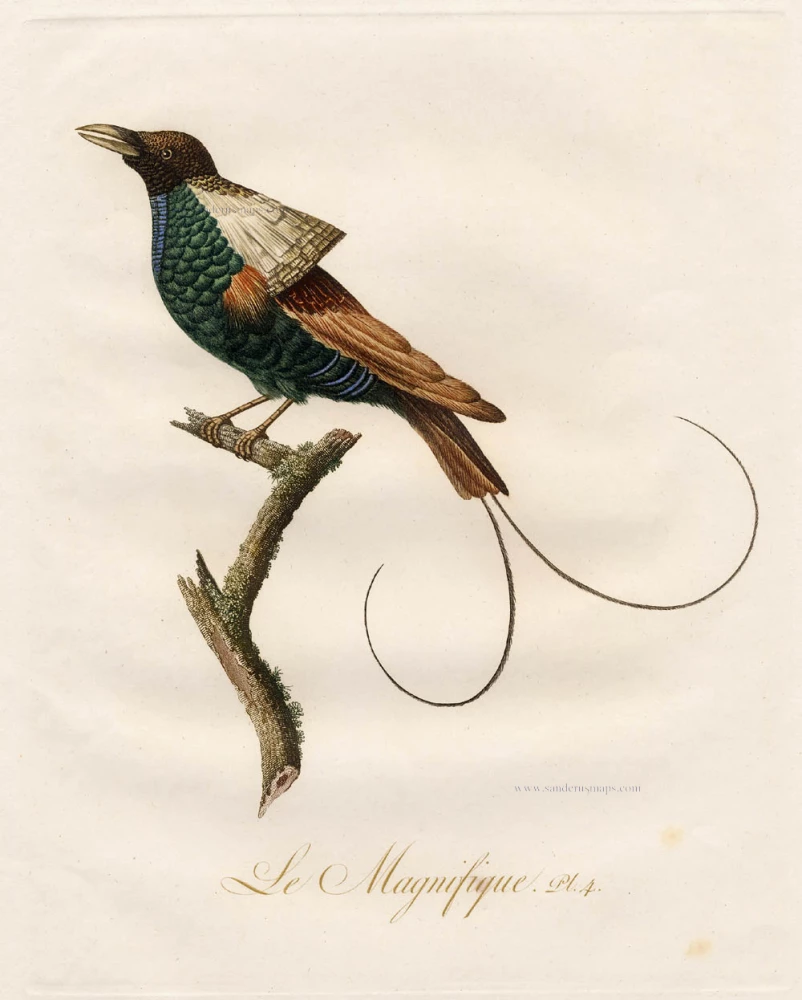 Le Magnifique